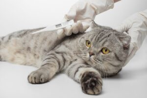 Koorts bij katten: Correct meten en behandelen