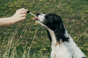Bachbloesems voor honden
