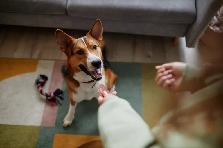Intelligentiespellen voor honde