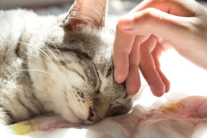Waarom spinnen katten en hoe doen ze dat?