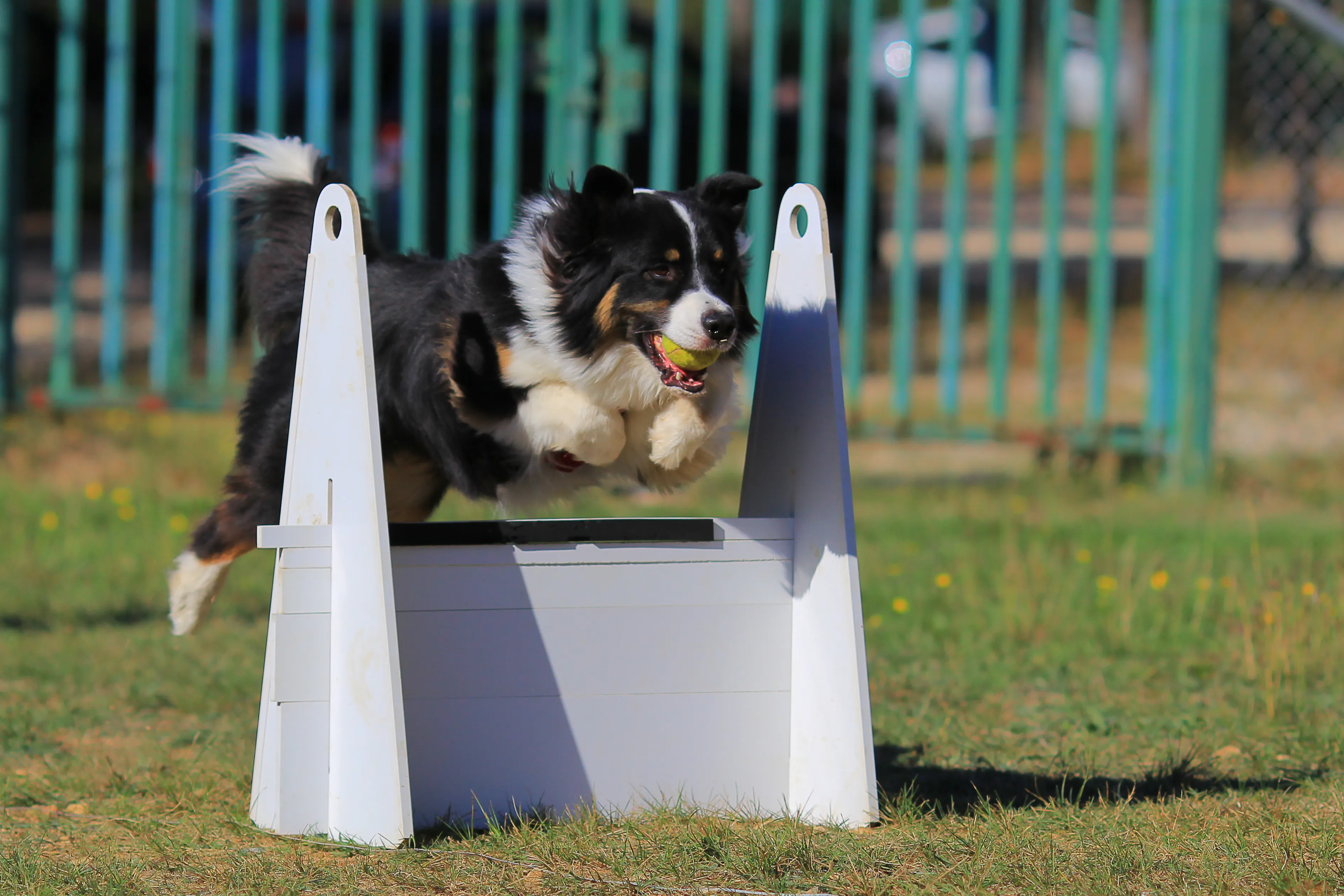 hond springt over hindernis