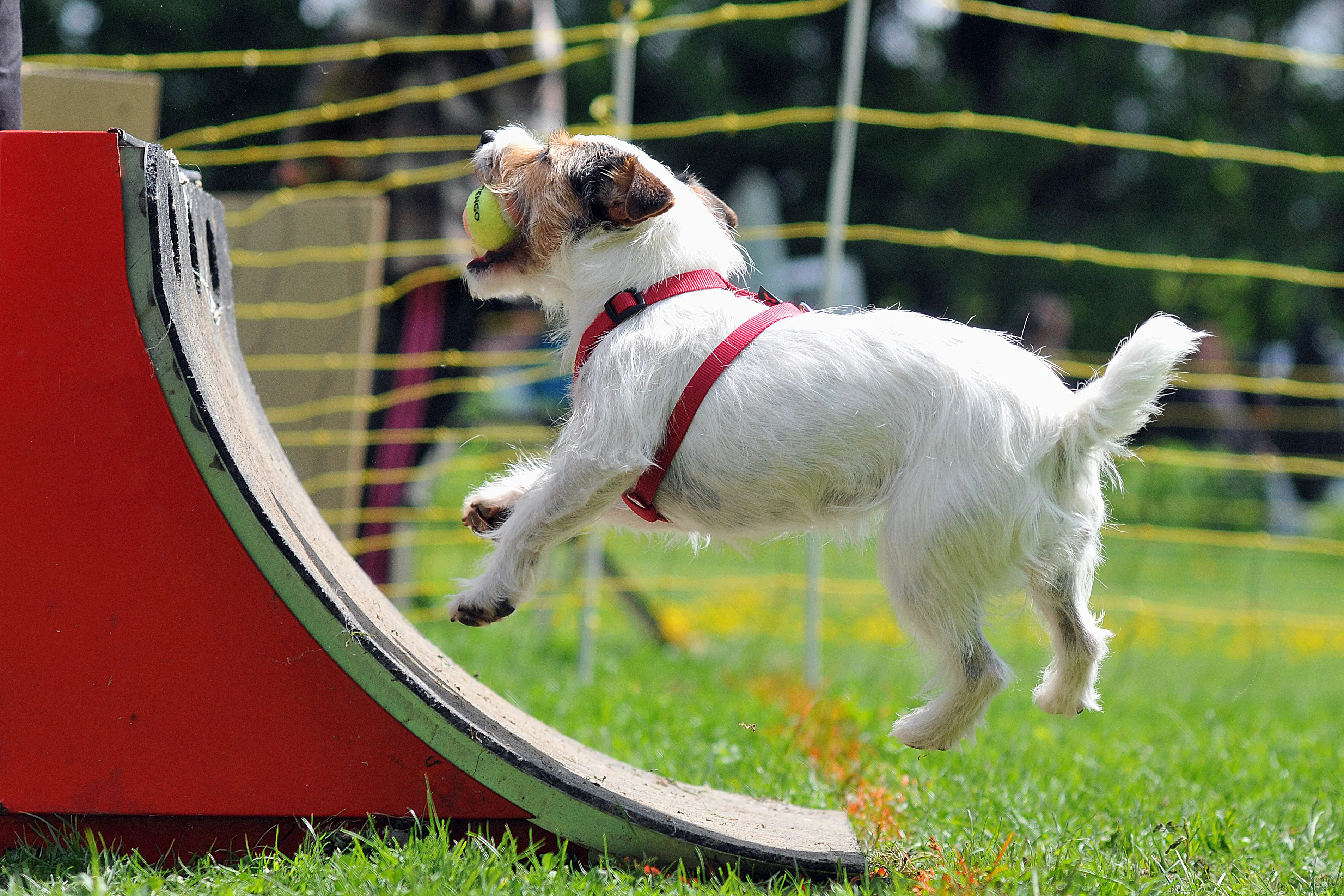kleine hond voor een flyballbox