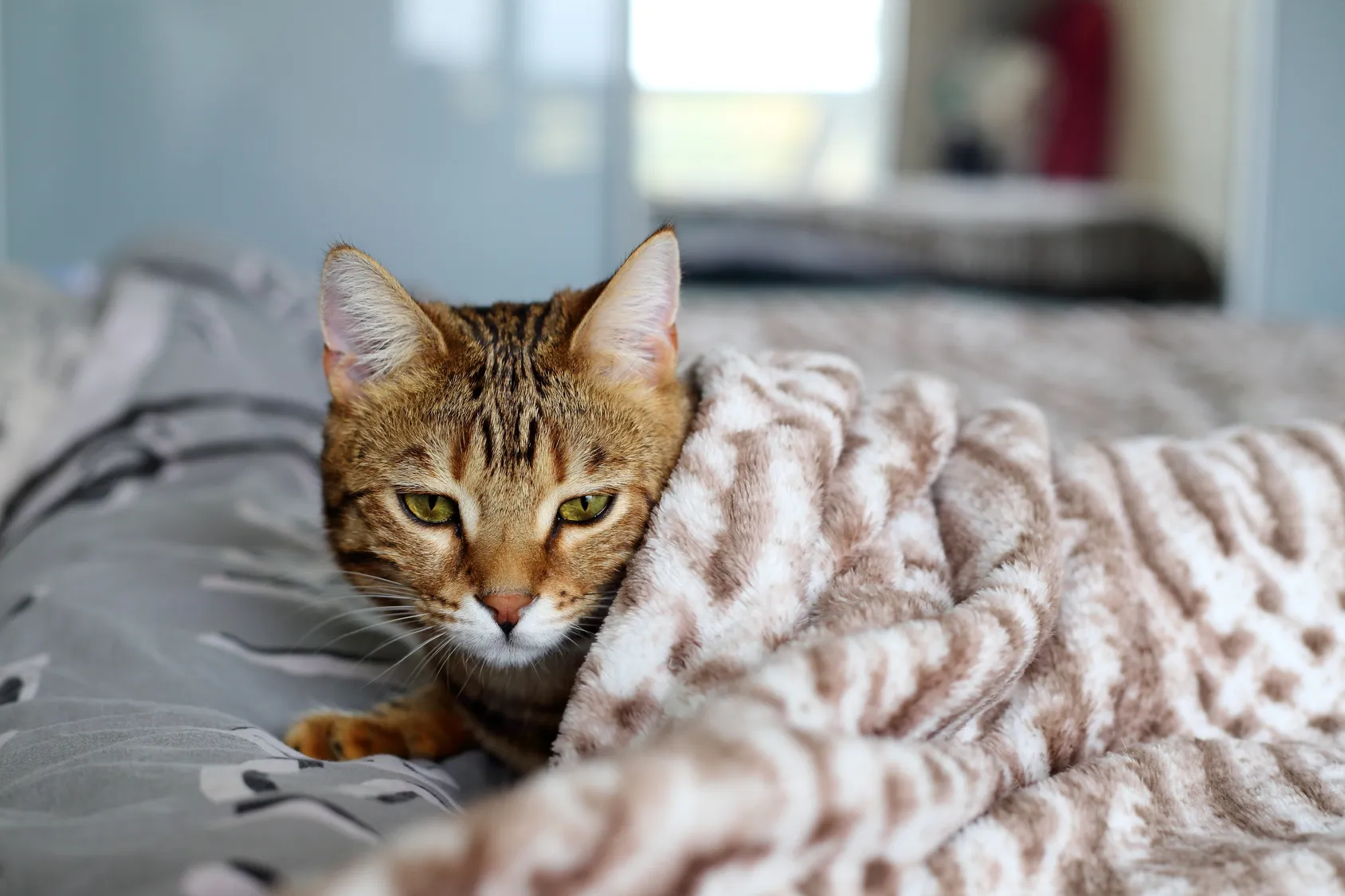 Kat met niesziekte in bed