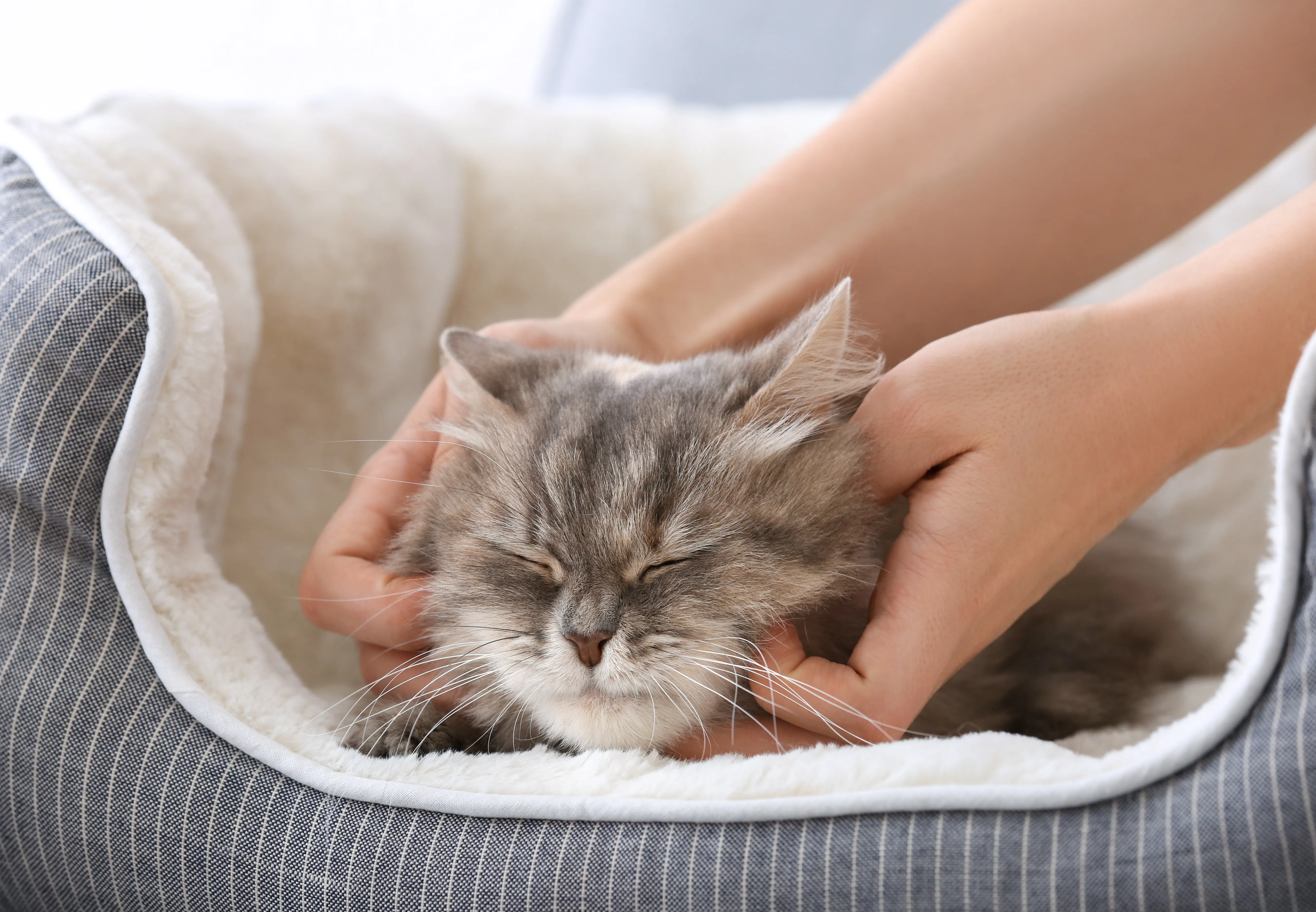 waarom spinnen katten