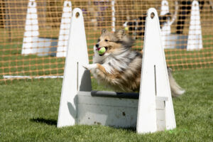 Flyball: Razendsnelle hondensport voor ballengekken