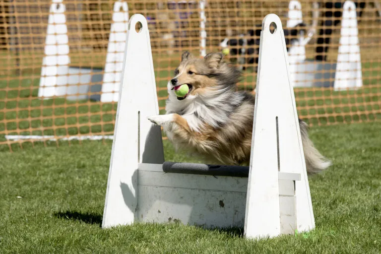 sheltie bij flyballwedstrijd met bal in de bek