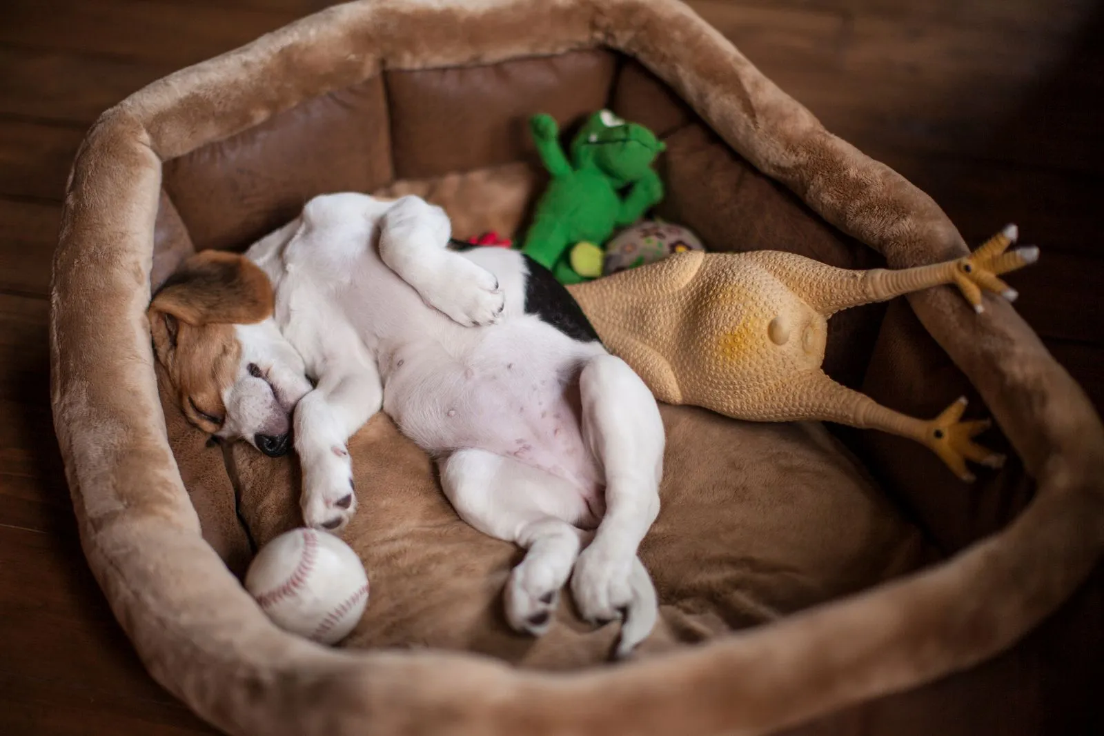 Slapende Beagle droomt naast zijn speeltje