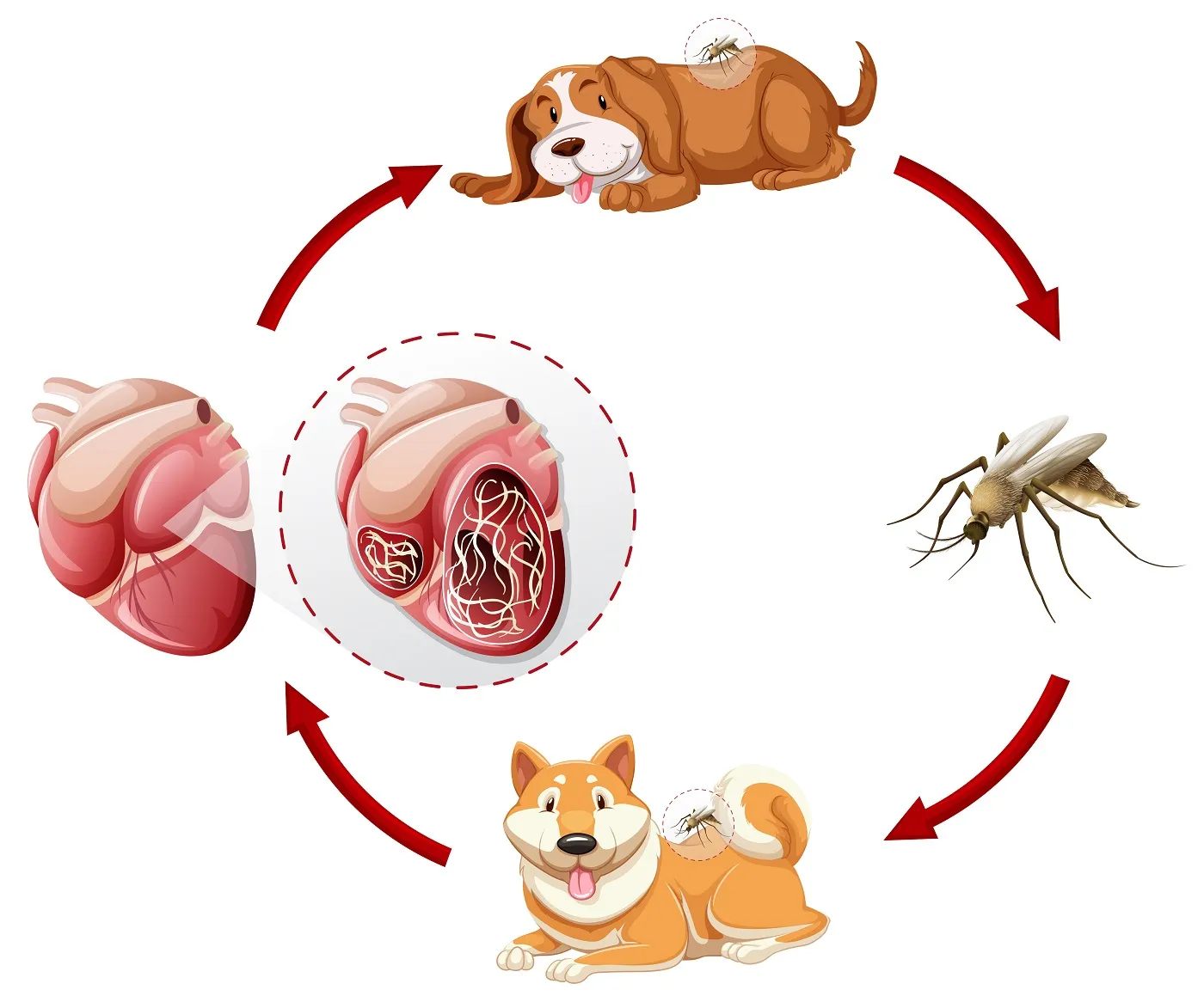 Levenscyclus van hartwormen bij de hond weergegeven in een schema