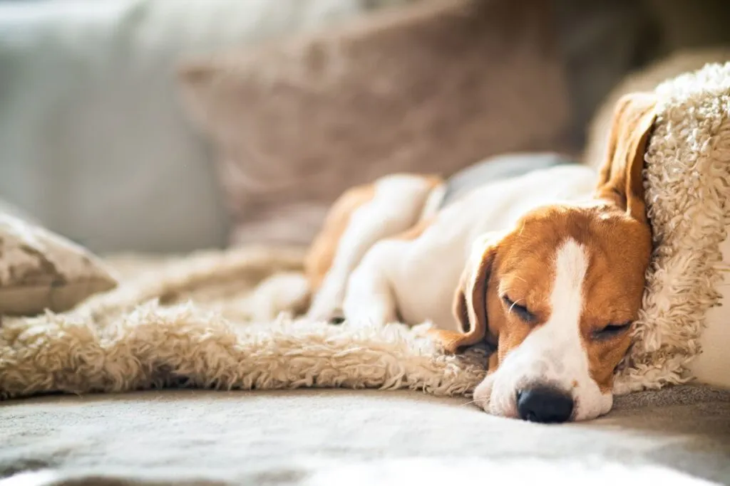 Hond rust uit tijdens behandeling van hartworm