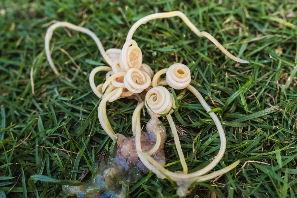 Spoelworm Toxocara canis, de meest voorkomende worm bij honden.