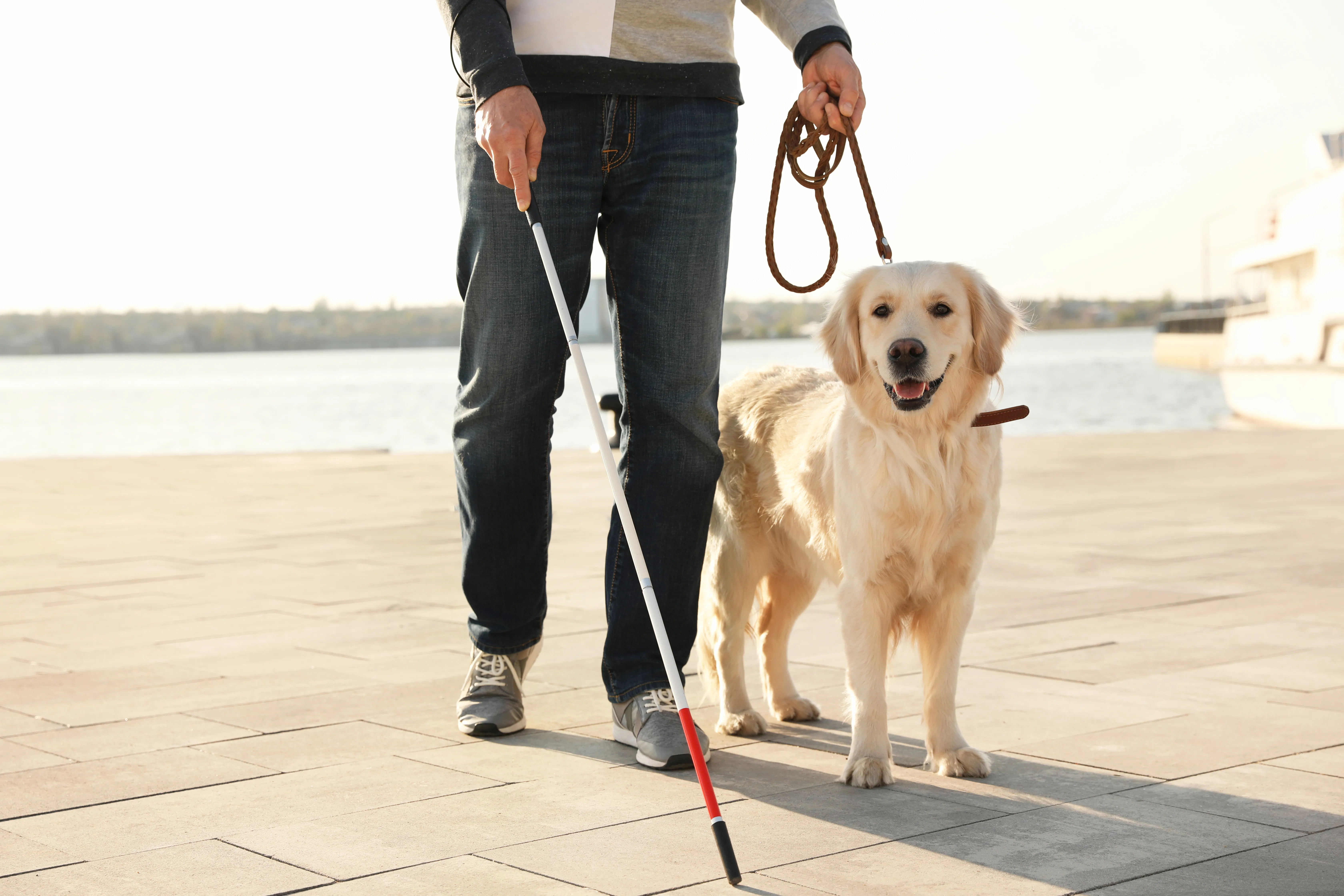 Blindengeleidehond ondersteunt slechtziende persoon in het dagelijks leven