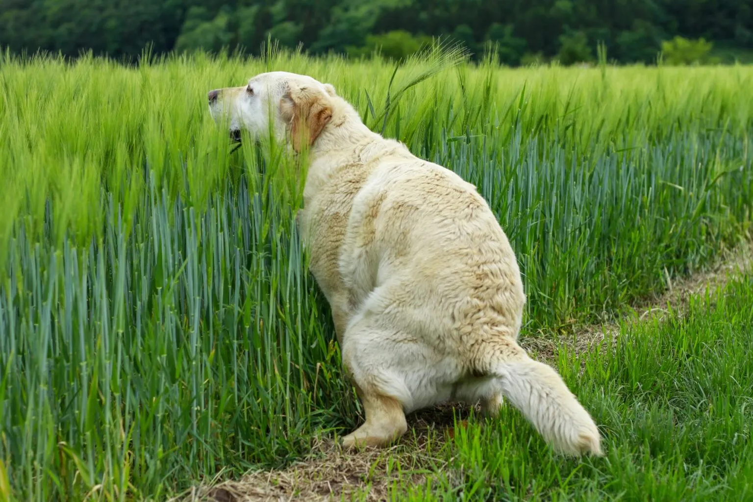 Hond probeert ontlasting te maken