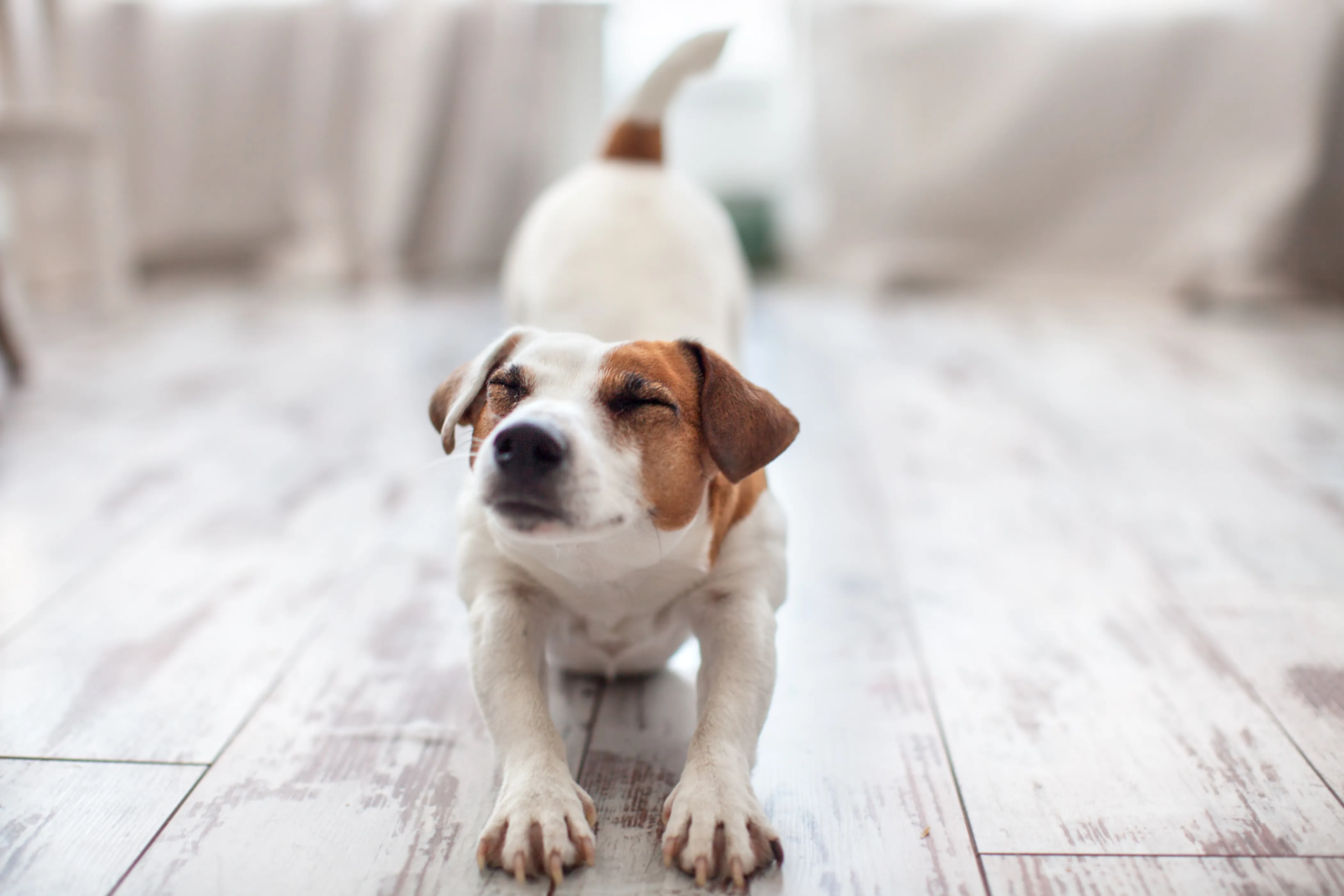 Hond in de gebedshouding als mogelijk teken van buikpijn