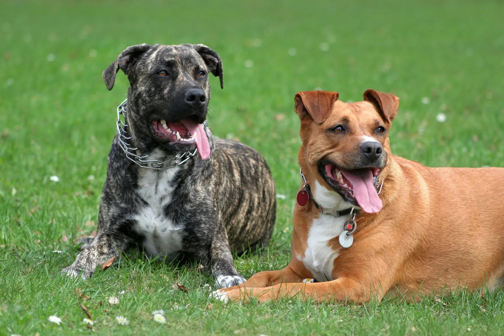Hond met prikband tijdens training