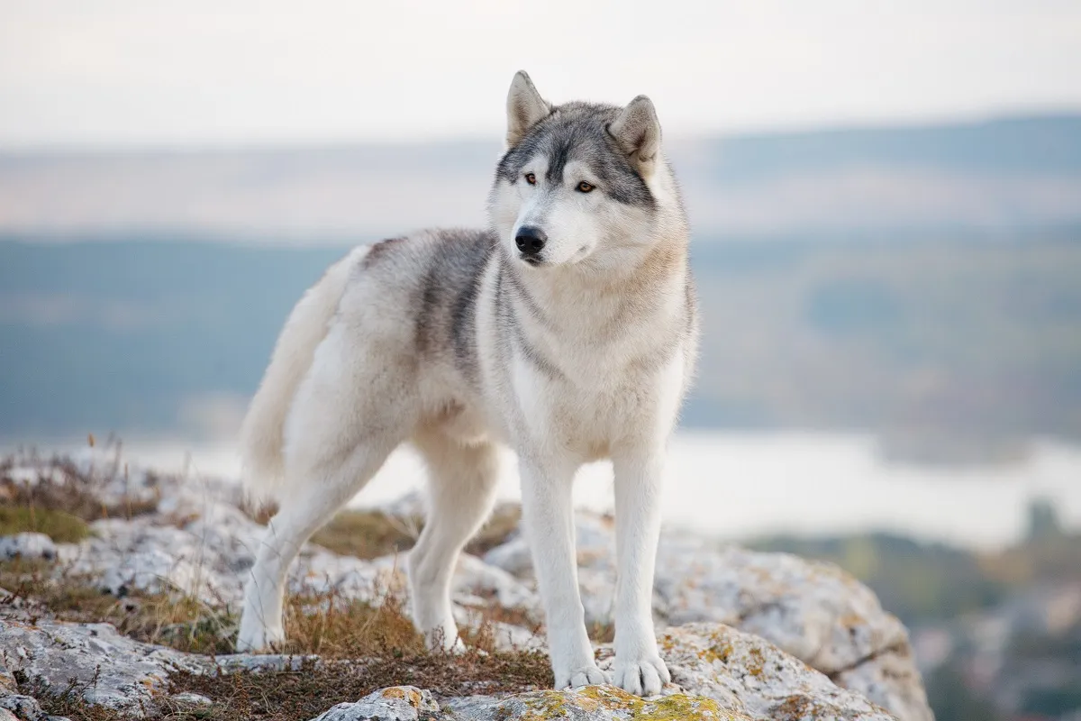 Goed getrainde Siberische husky's trekken een slede door de sneeuw