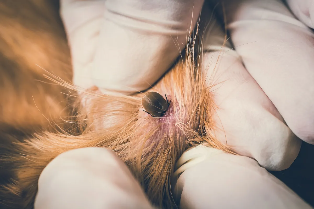 Kokosolie wordt niet aanbevolen als betrouwbare bescherming tegen teken bij honden