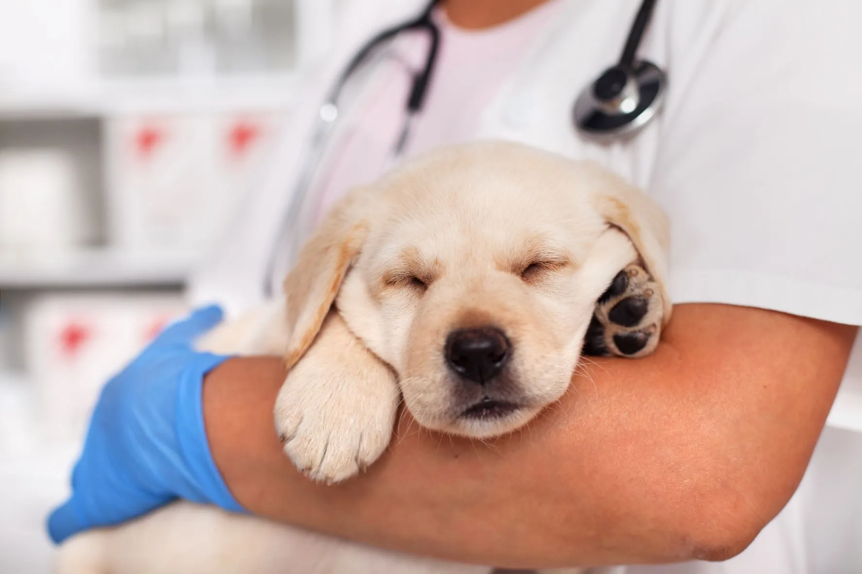 Puppy met hondenziekte