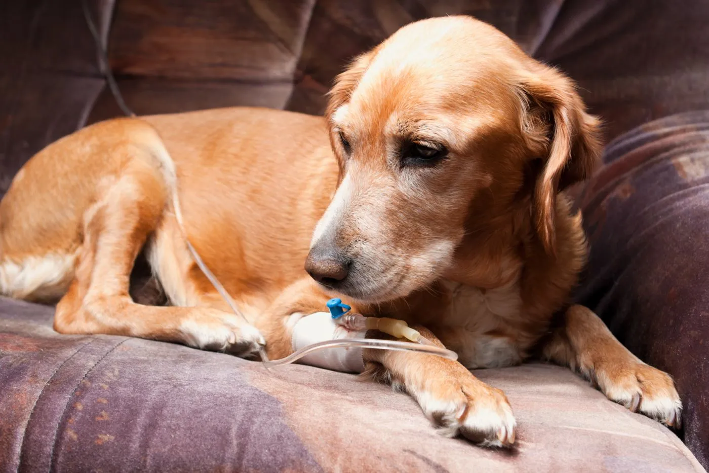 Hond met IBD die via een infuus vocht en ondersteuning krijgt in de kliniek