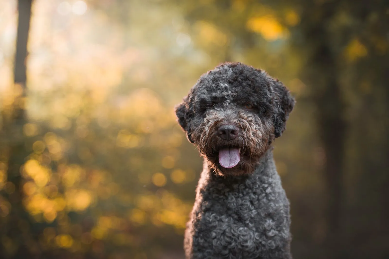 Lagotto Romagnolo als truffelhond
