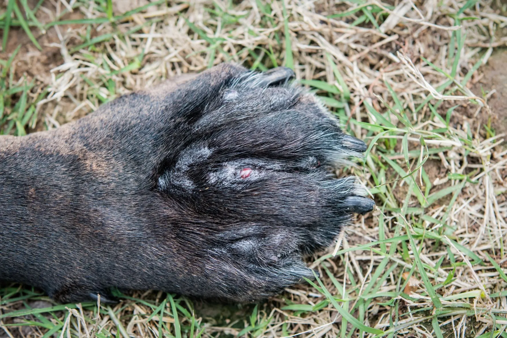 Grasaar veroorzaakt abces bij hond