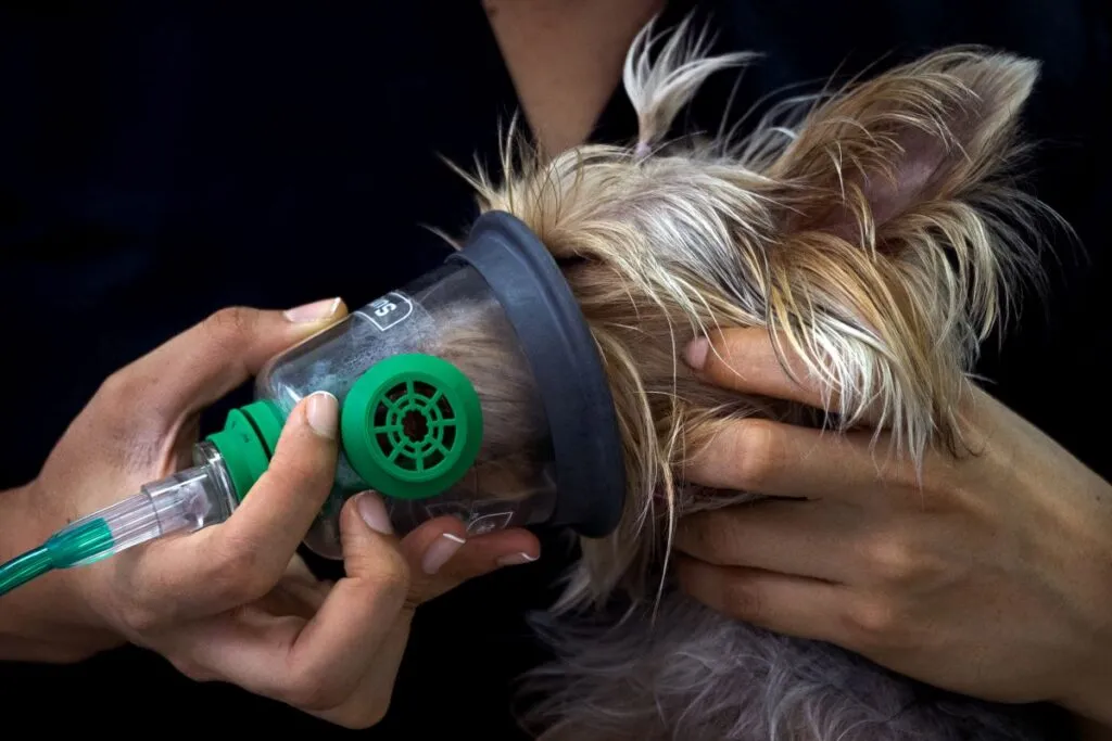 Hond met ademhalingsproblemen door onbehandelde longworminfectie