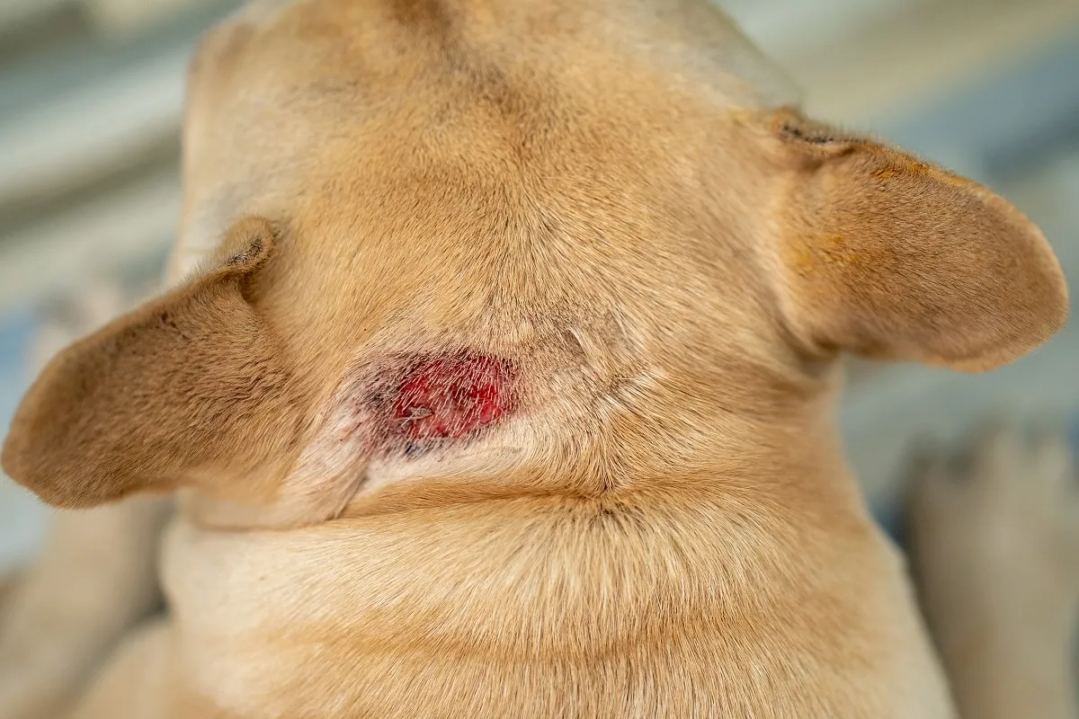 Waarschuwing om geen kokosolie op wonden van een hond aan te brengen