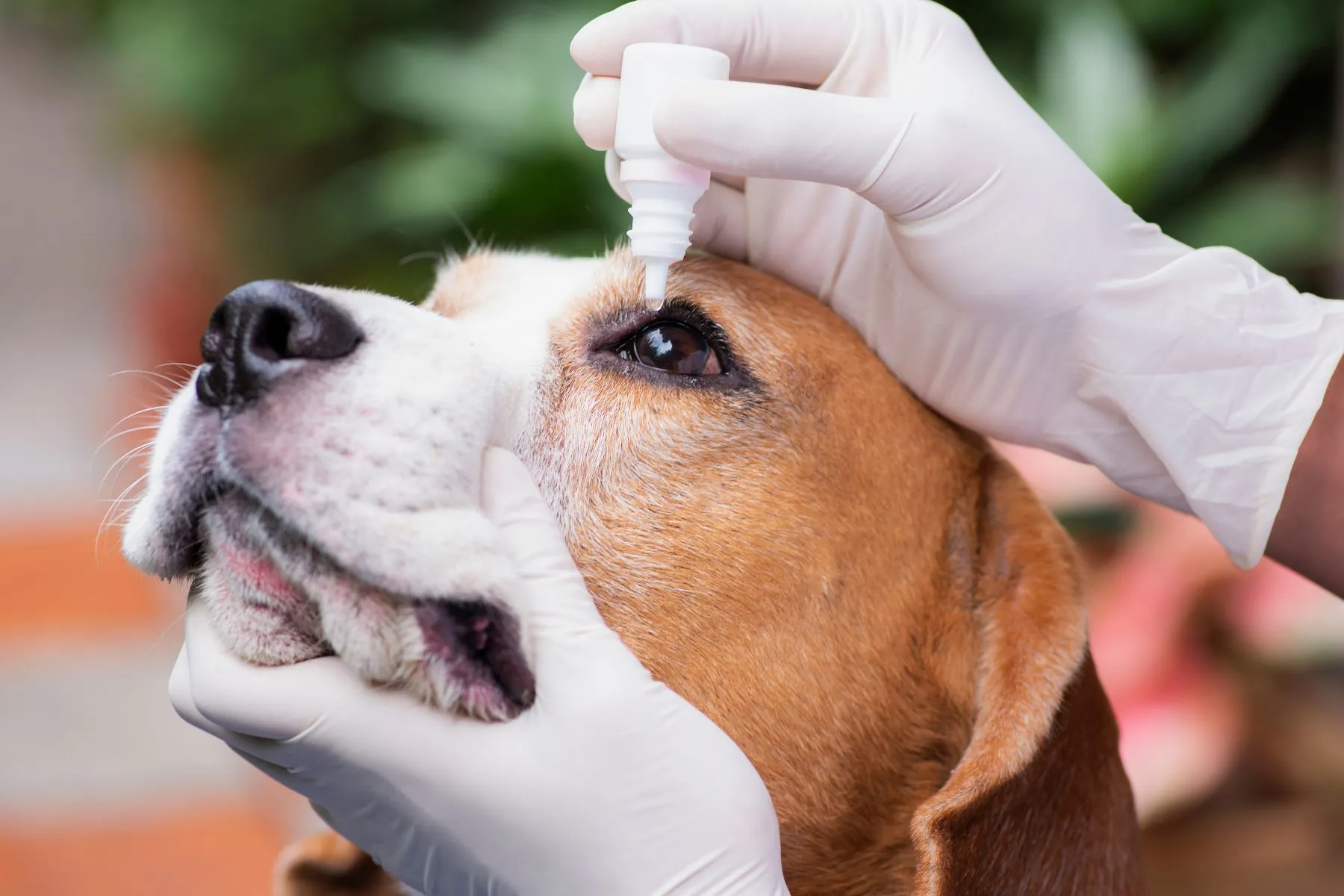 Oogdrukmeting bij een hond met een oftalmologische tonometer