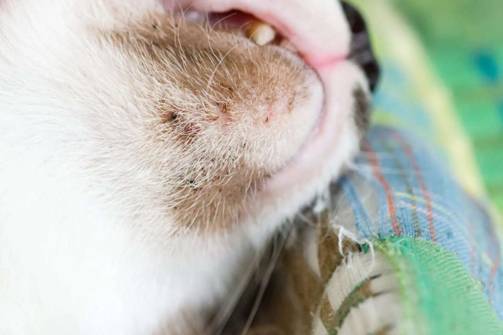 Mee-eters op de kin van een kat als kenmerk van kattenacne
