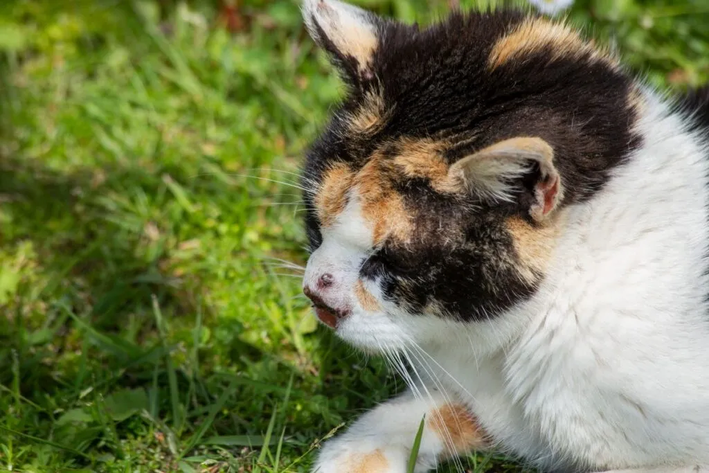Huidkanker op de neus van een kat