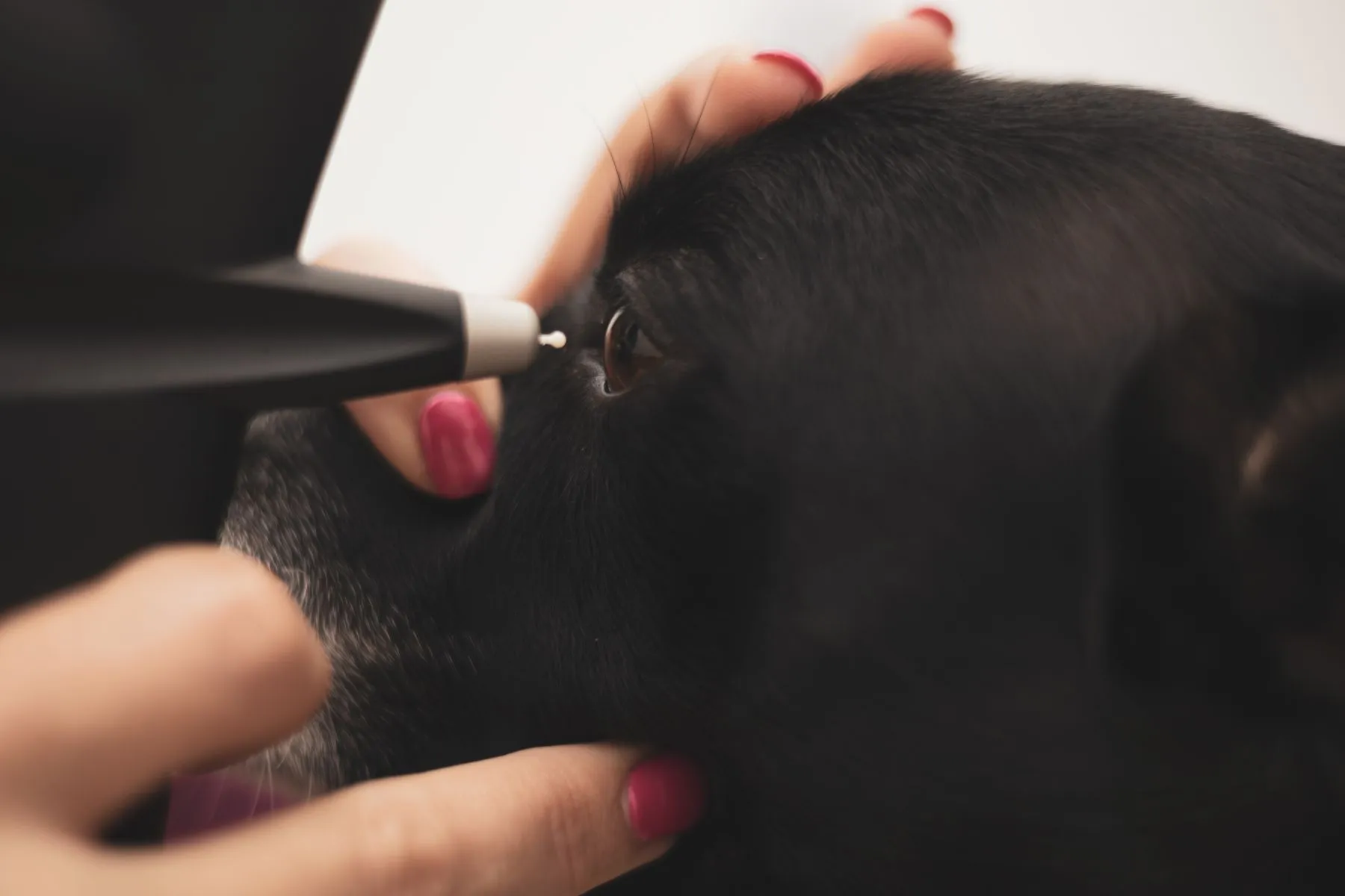 Dierenarts meet de oogdruk van een hond met een oftalmologische tonometer