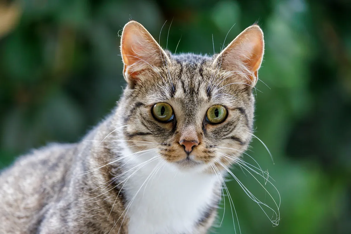 Kat met vibrissae (snorharen) rond de snuit en boven de ogen