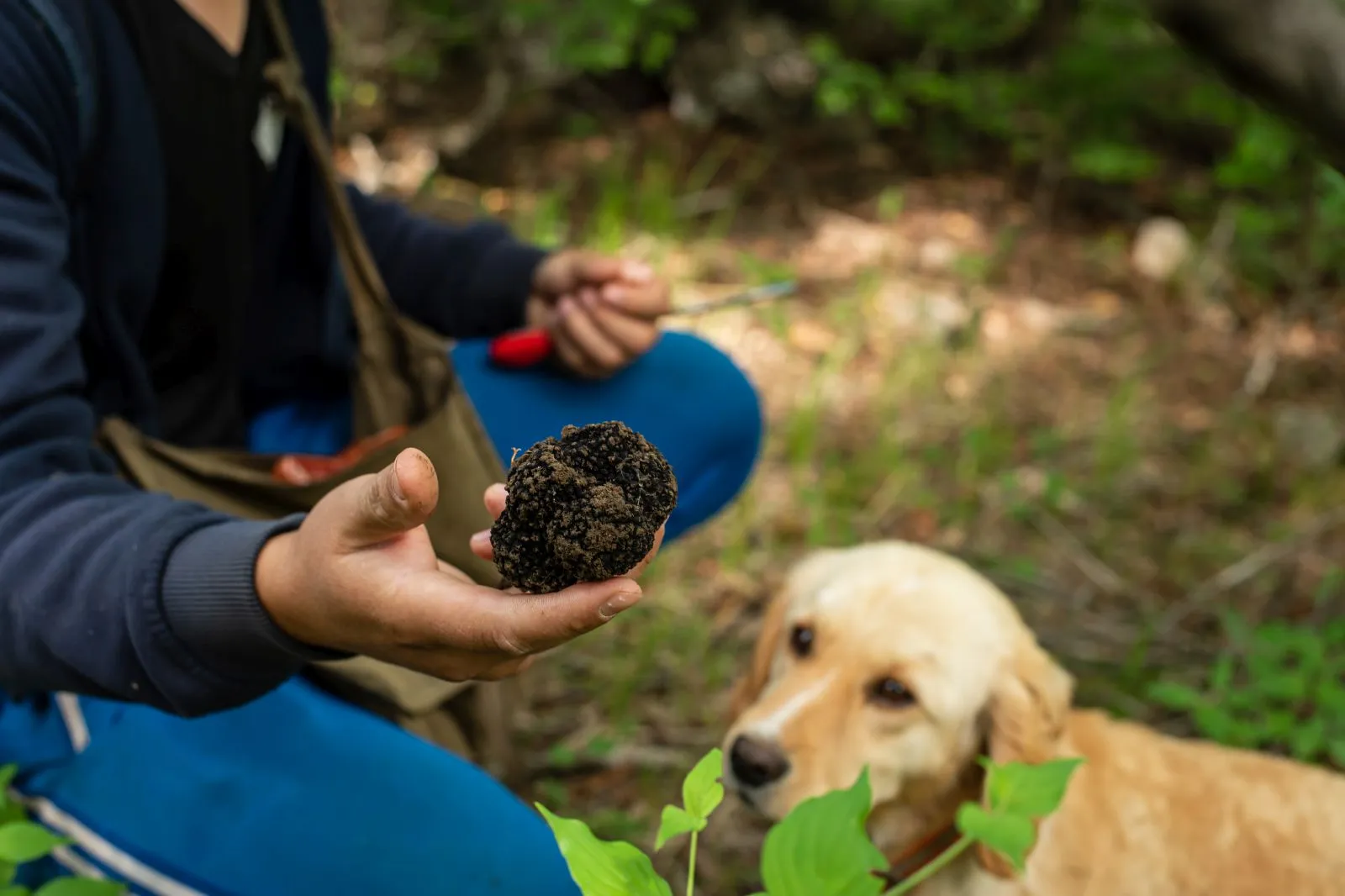 Hond zoekt samen met eigenaar naar truffels