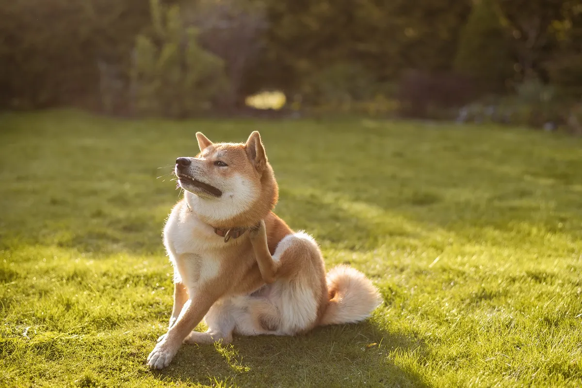 Hond die zich krabt na het eten door mogelijke voedselallergie