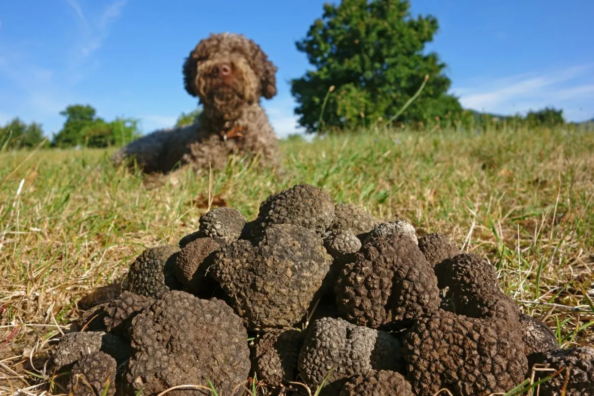 Truffelhond vindt een truffel