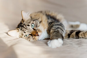 Pancreatitis bij katten (alvleesklierontsteking): symptomen, behandeling en genezingskansen