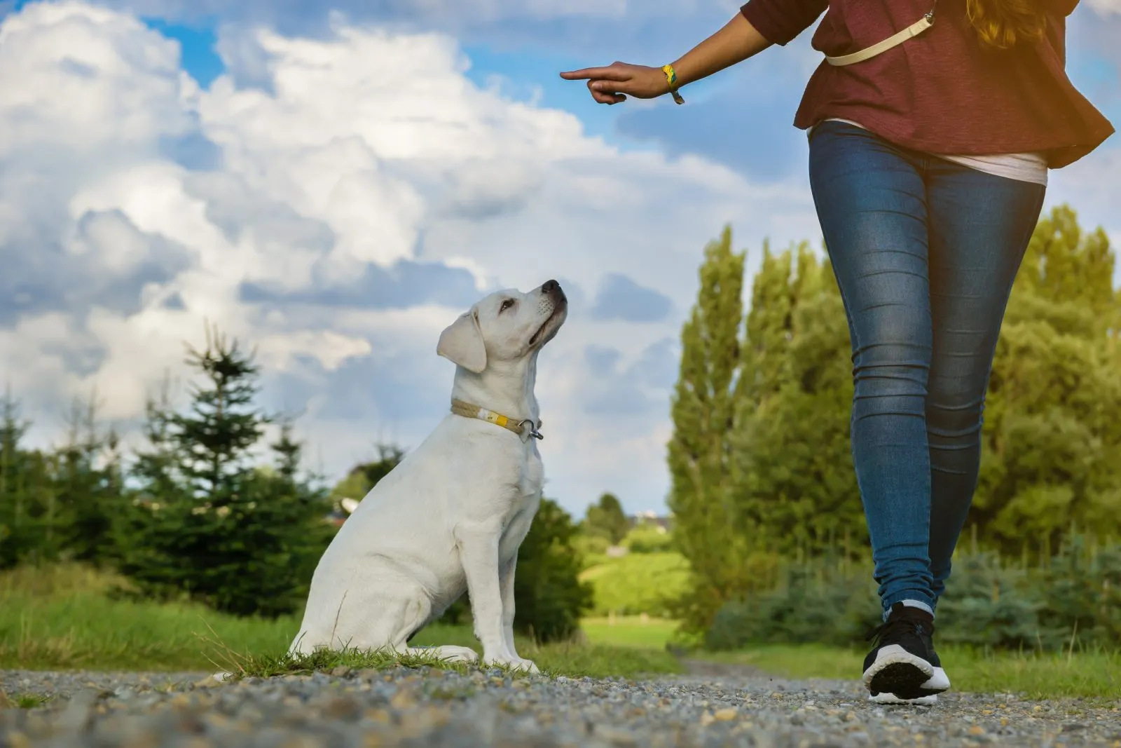 Hond leert het blijf-commando