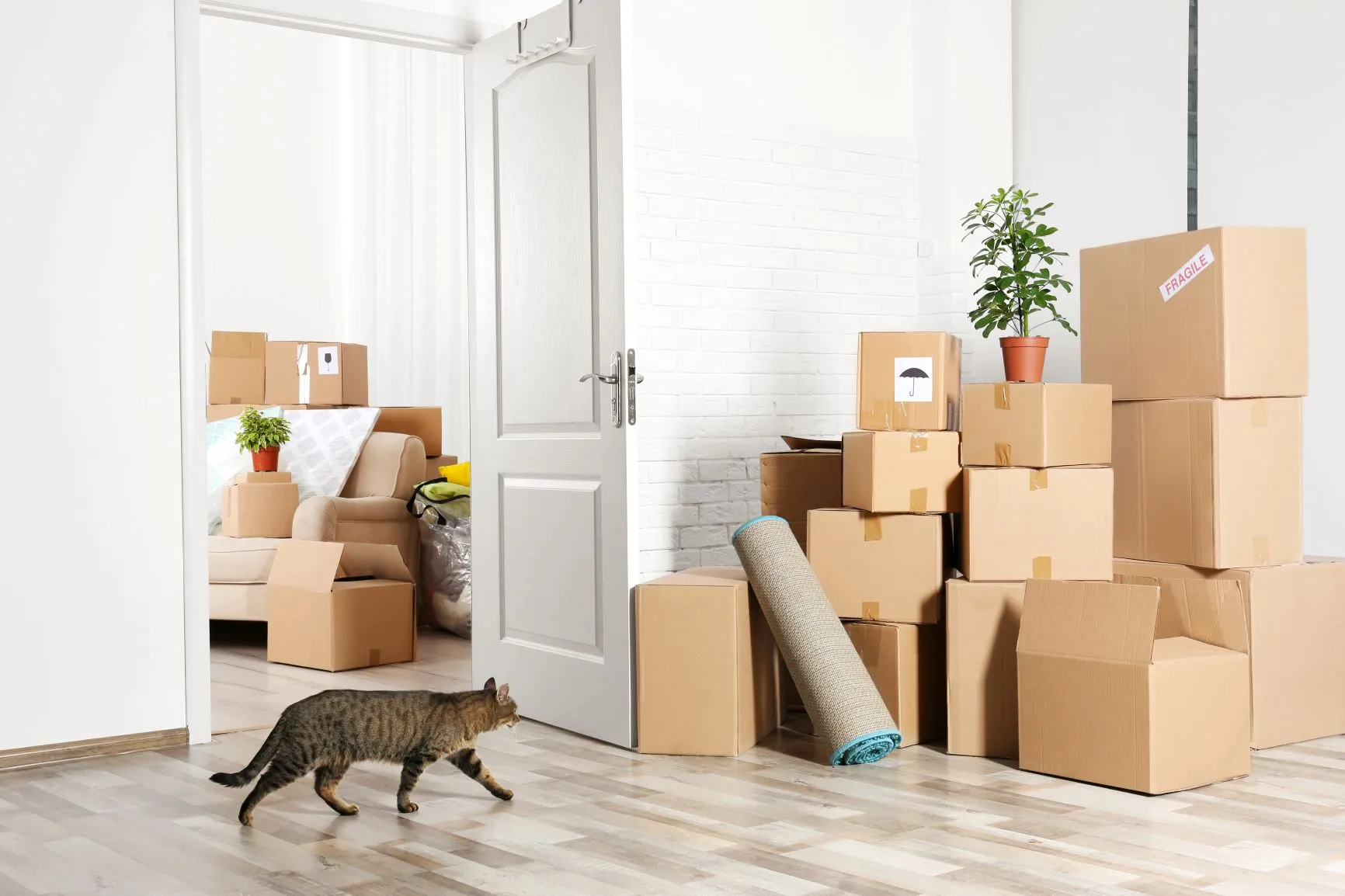 Kat in een nieuw huis na verhuizing