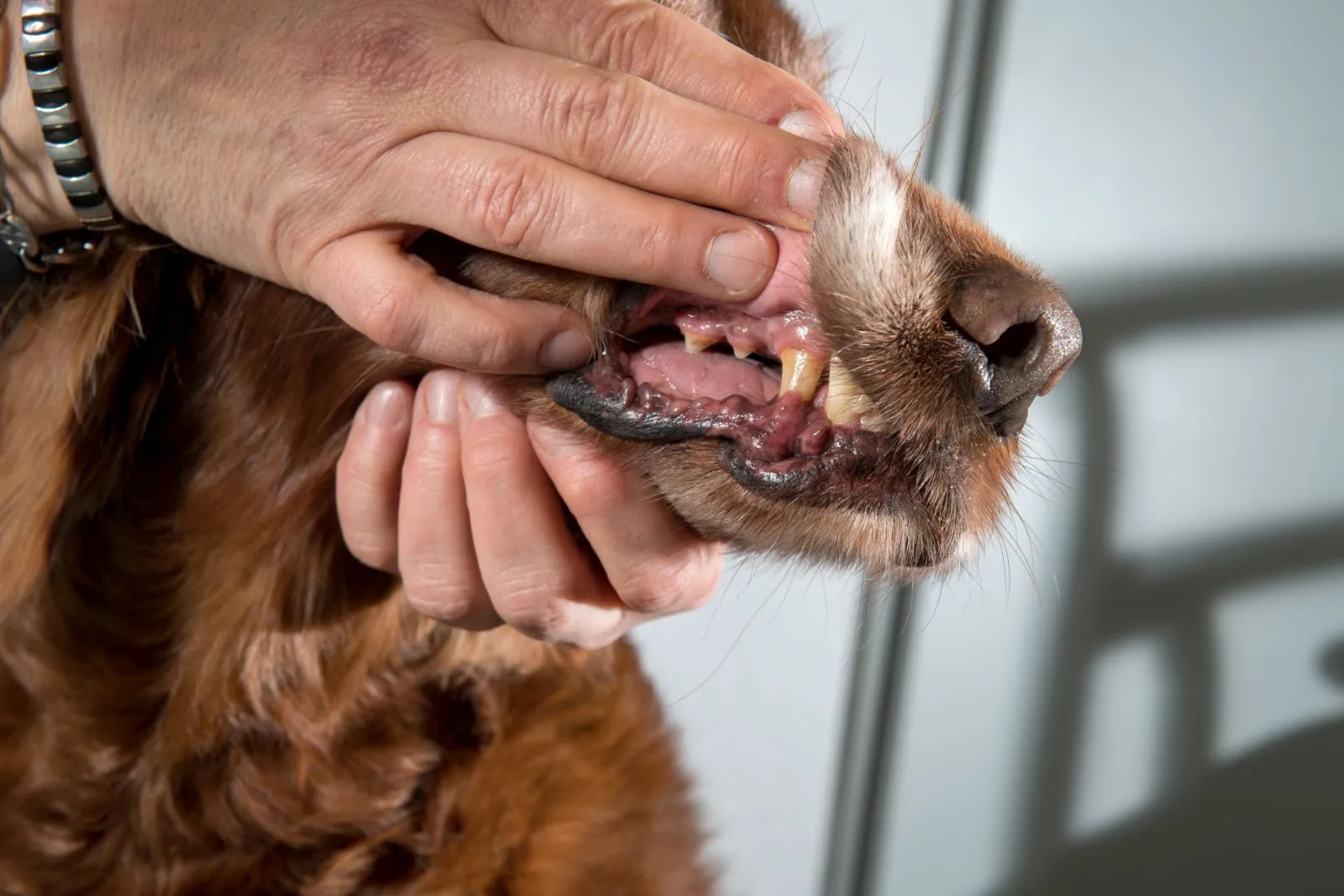 Dierenarts controleert het mondslijmvlies van een hond