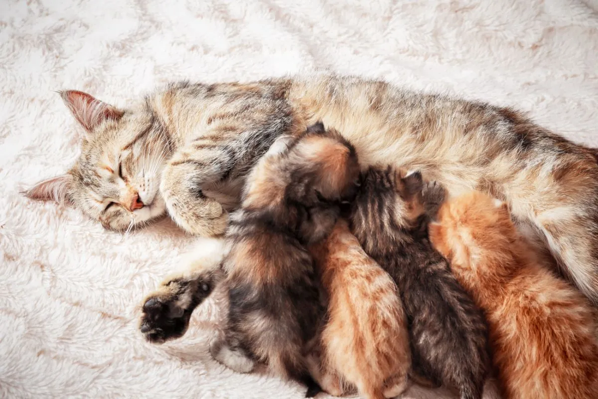 Kittens drinken moedermelk