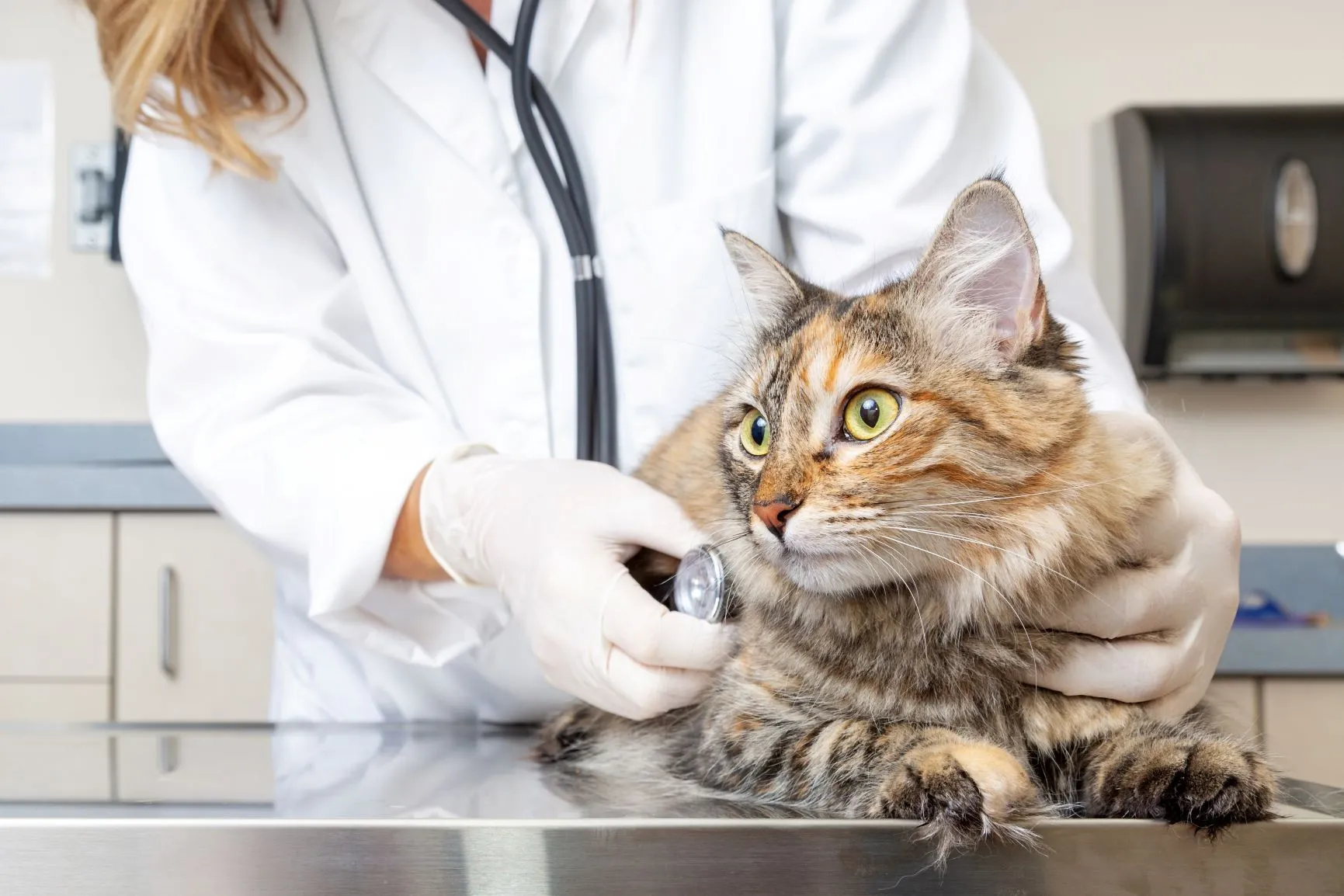 Kat wordt onderzocht door een dierenarts