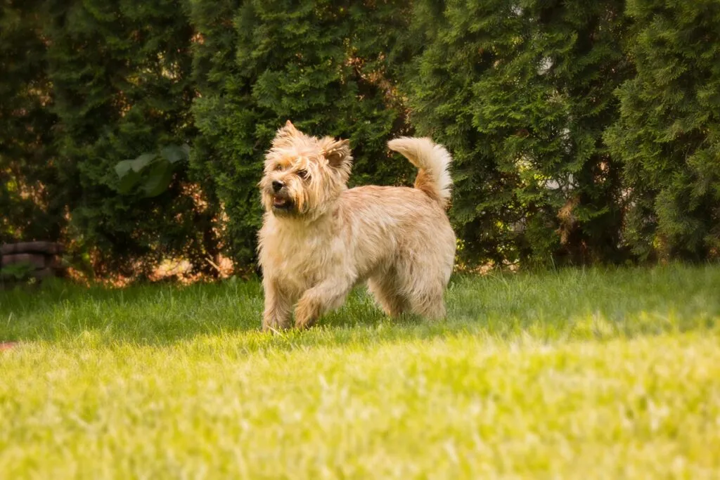 Cairn Terrier met impulscontroleproblemen