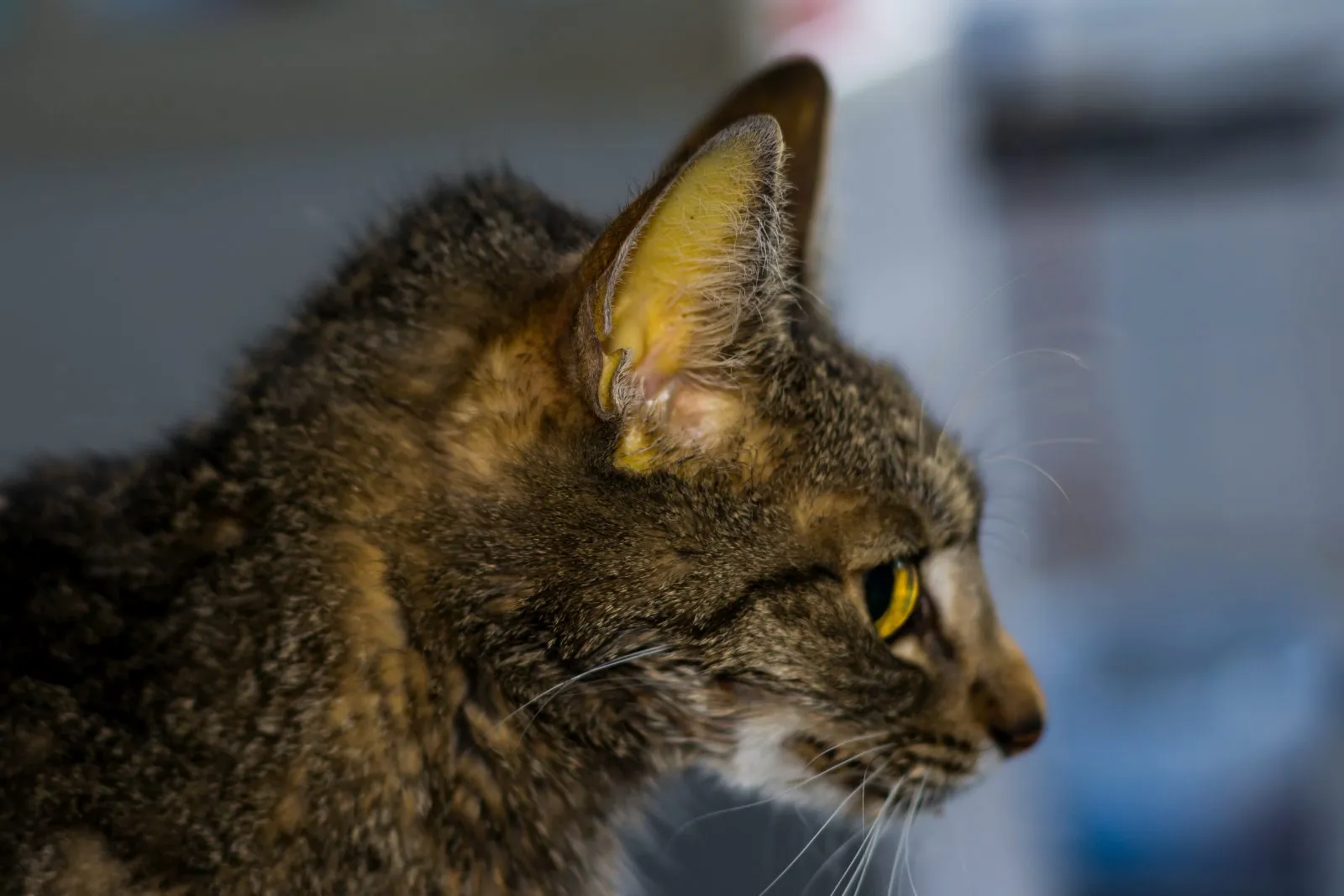 Kat met geel verkleurde slijmvliezen door FIP