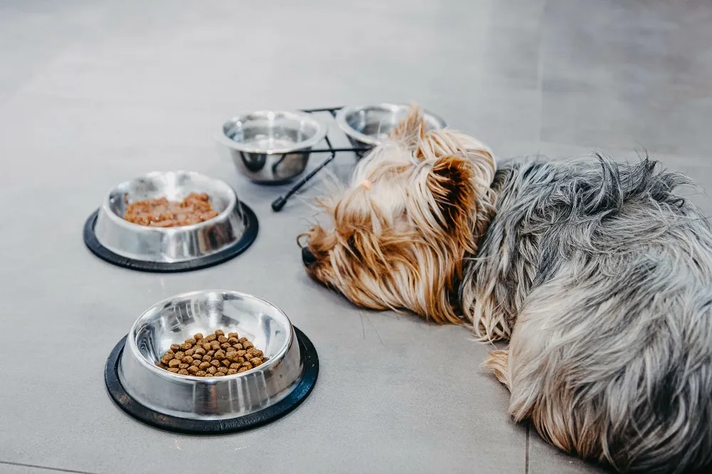 Hond zonder eetlust naast zijn voerbak