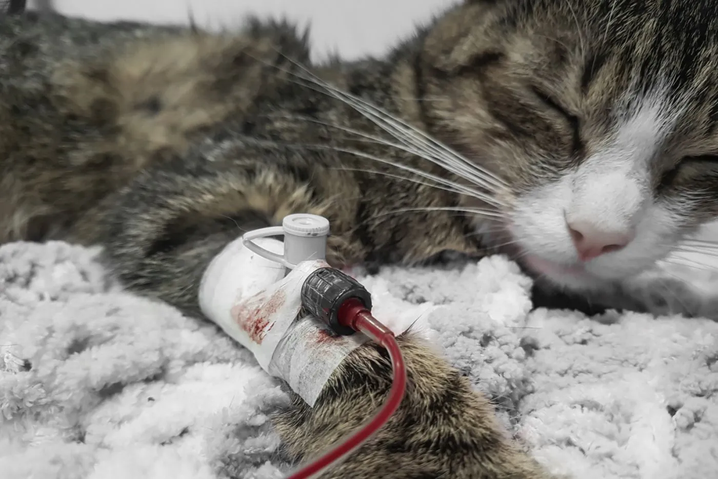 Kat krijgt een bloedtransfusie bij de dierenarts.
