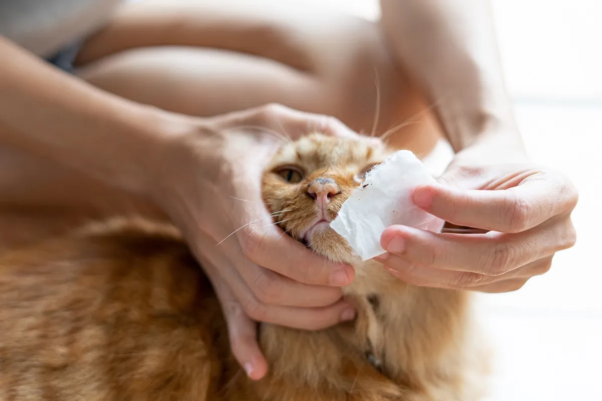 Baasje verzorgt voorzichtig de neus van een kat