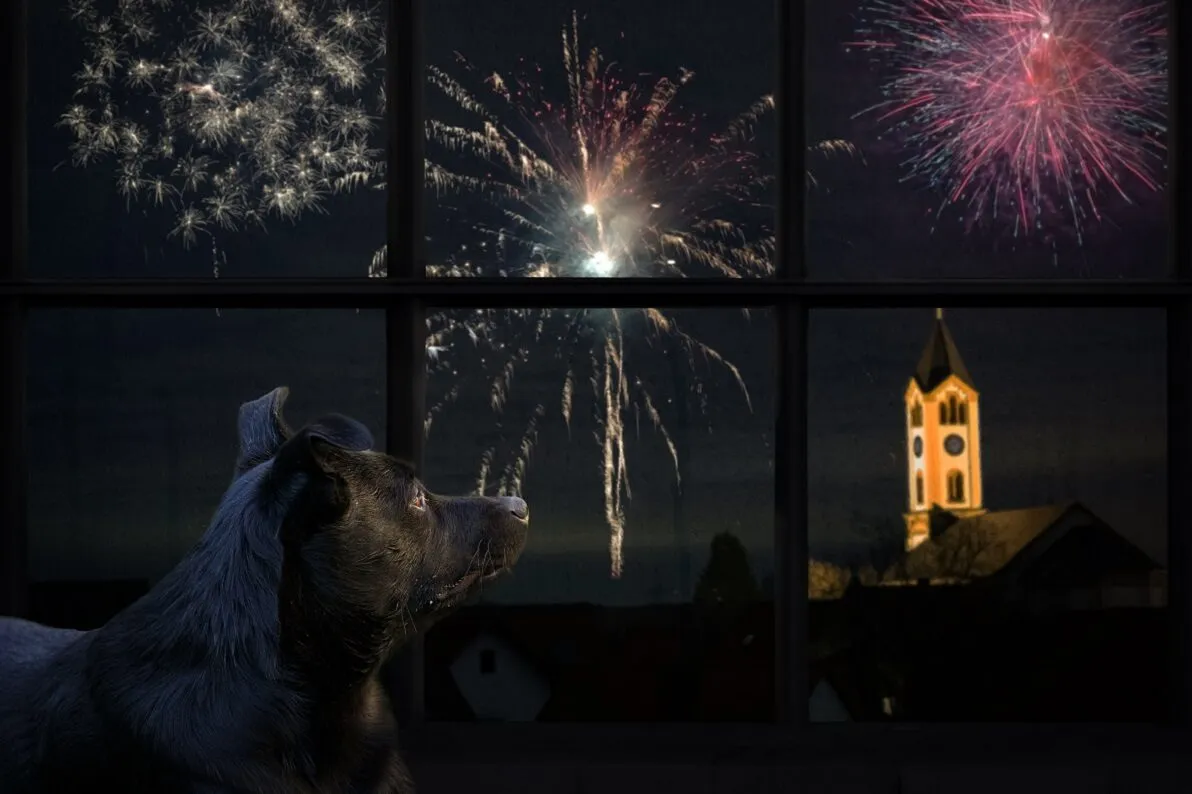 Rustige hond tijdens oud en nieuw met zijn baasje