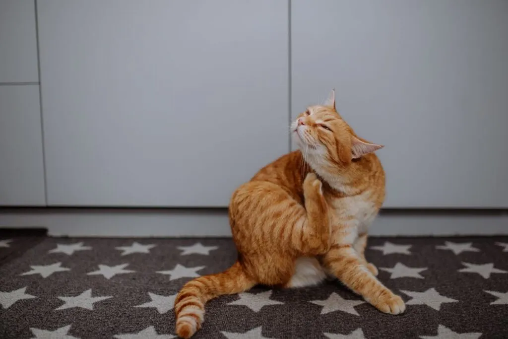 Kat met huidbeschadigingen door krabben