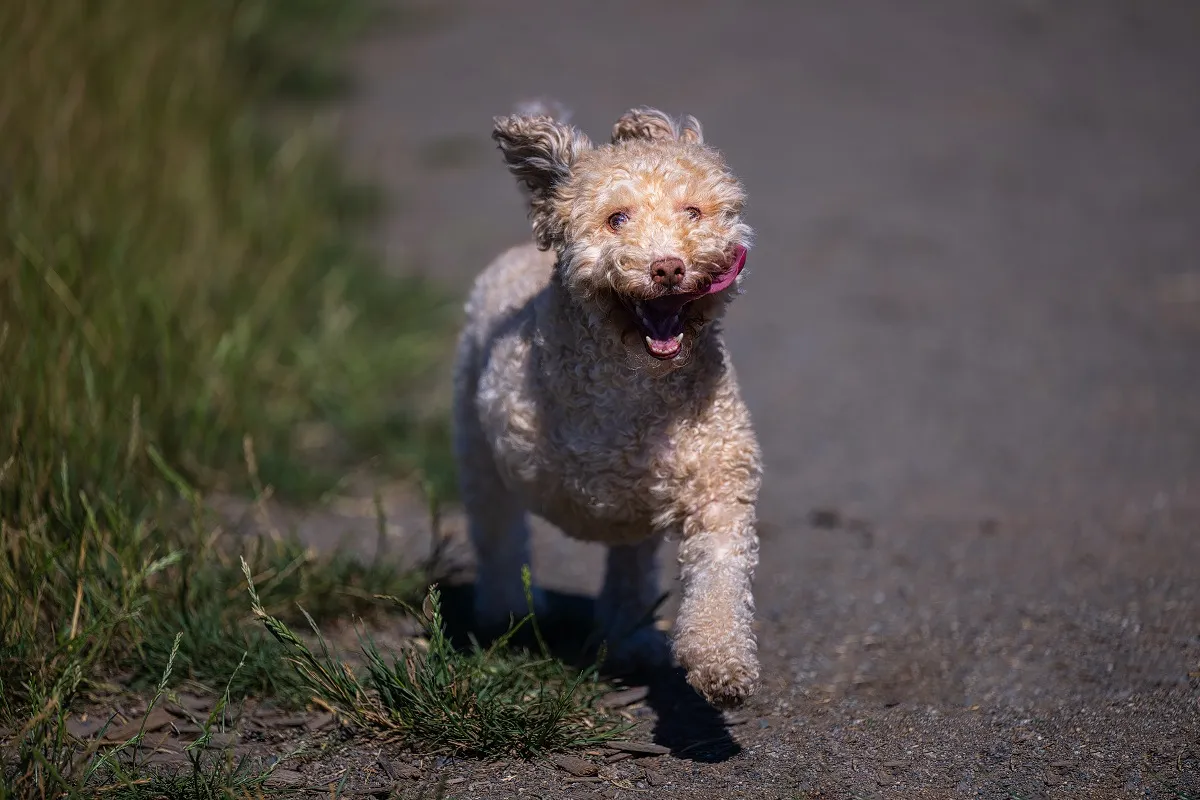 Hond na amputatie vanwege botkanker