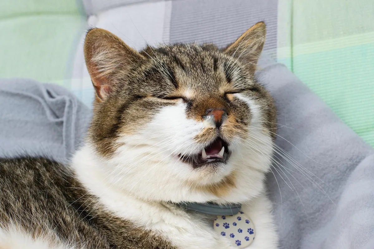 Kat met een droge neus en lusteloze uitstraling