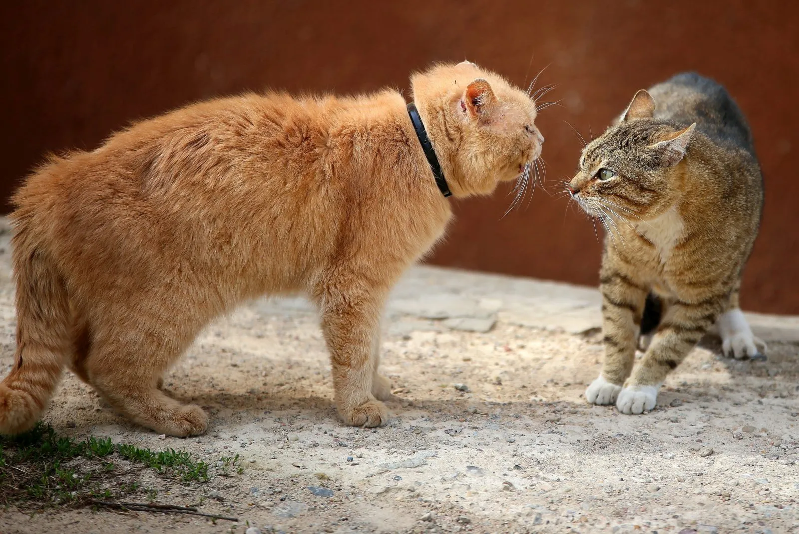 Twee katers vechten om hun territorium